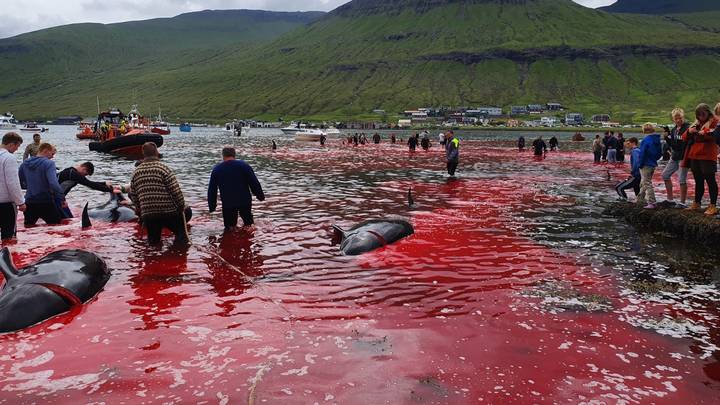 locals look on as 23 pilot whales are slaughtered in the Faroe Islands